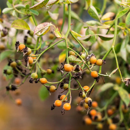 フランシス・E・レスター鉢苗 - Francis E. Lester