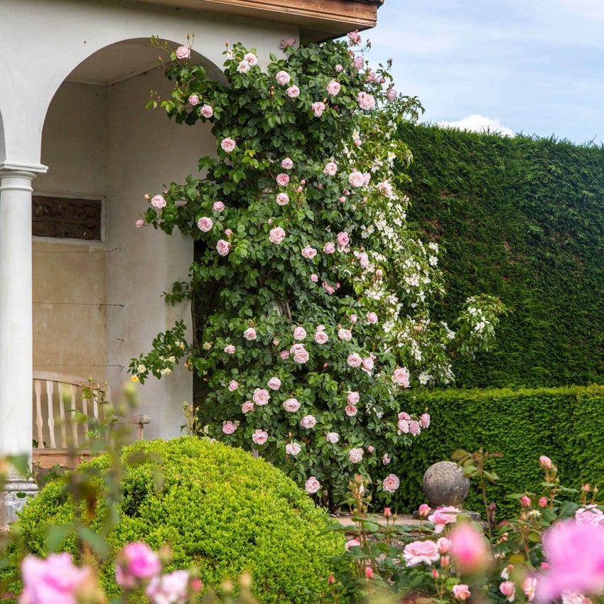 ザ・ジェネラス・ガーデナー 15L鉢苗 - The Generous Gardener Potted 15L