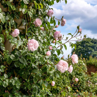 ザ・ジェネラス・ガーデナー鉢苗 - The Generous Gardener Potted (Ausdrawn)