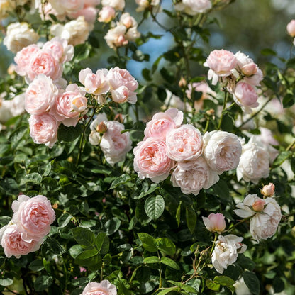 ジェントル・ハーマイオニー裸苗 - Gentle Hermione (Ausrumba)