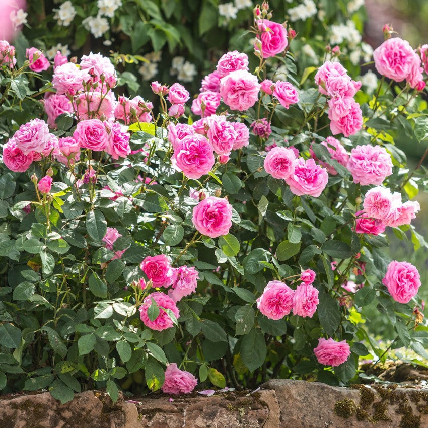 David Austin Roses - バラ苗, バラ鉢, イングリッシュローズ