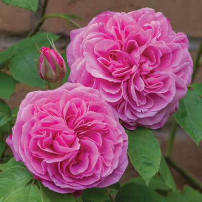 ガートルード・ジェキル 15L鉢苗 - Gertrude Jekyll Potted 15L (Ausbord)
