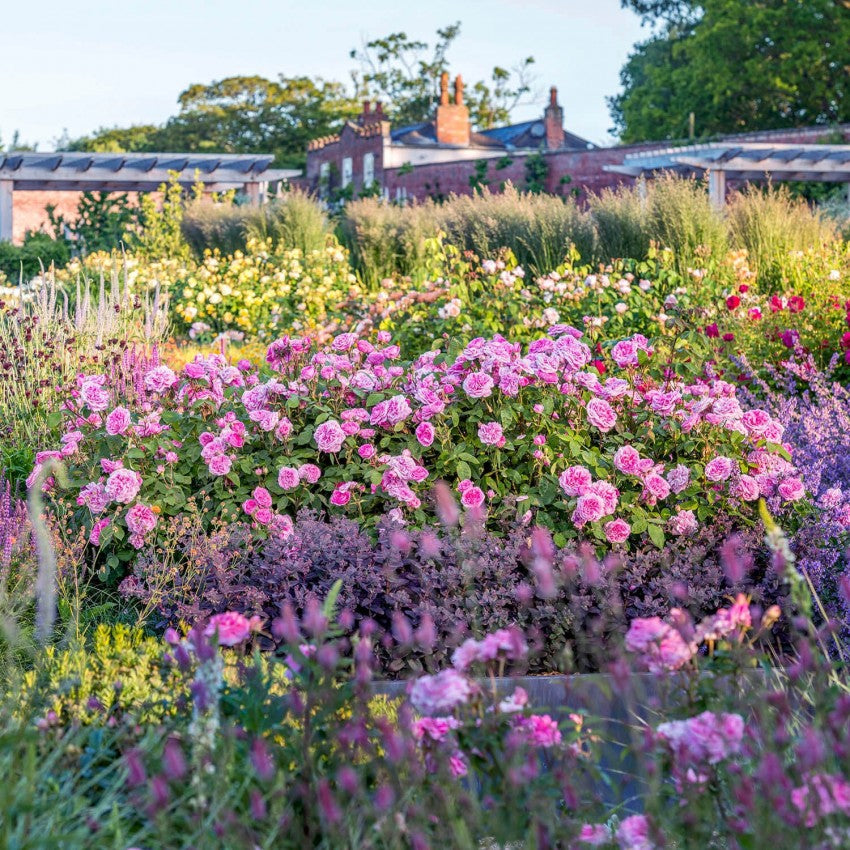 ガートルード・ジェキル 鉢苗 - Gertrude Jekyll Potted (Ausbord)