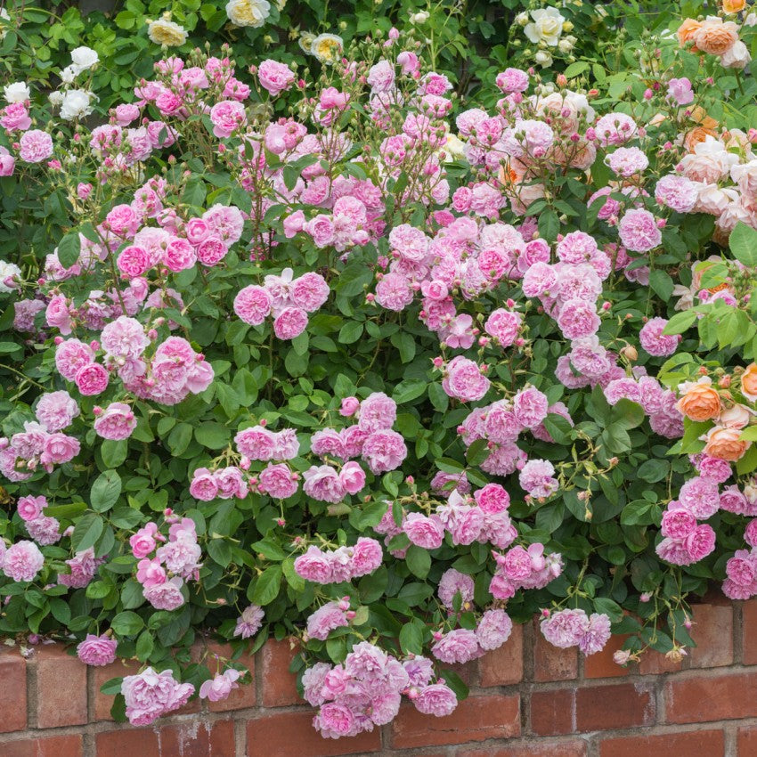 ハーロウ・カー鉢苗 - Harlow Carr Potted (Aushouse)