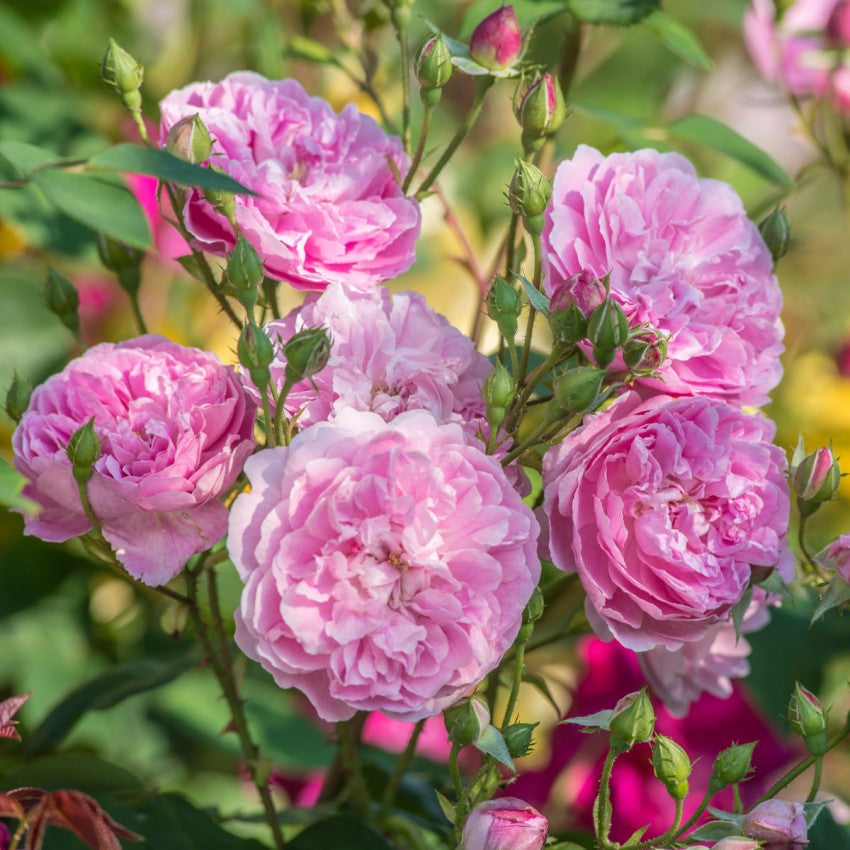 ハーロウ・カー鉢苗 - Harlow Carr Potted (Aushouse) – David Austin