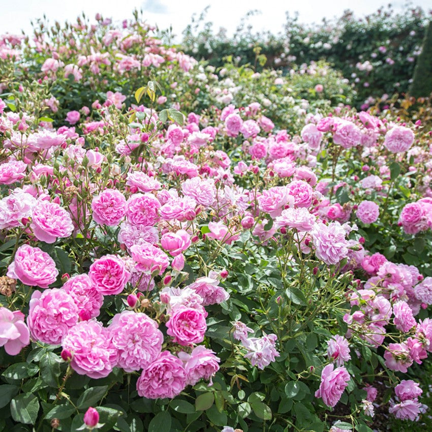 ハーロウ・カー鉢苗 - Harlow Carr Potted (Aushouse) – David Austin