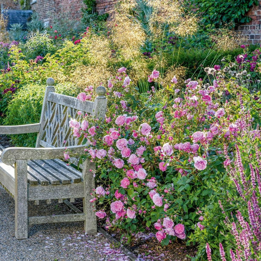 ハーロウ・カー裸苗 - Harlow Carr (Aushouse) – David Austin Roses Japan