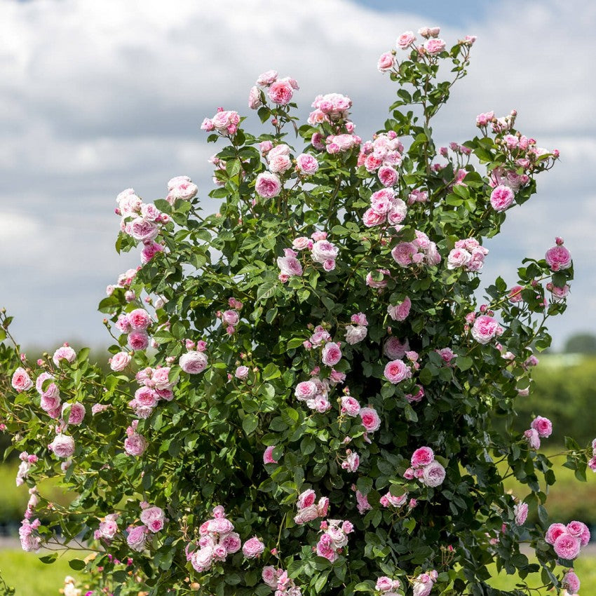 ジェームズ・ギャルウェイ裸苗 - James Galway (Auscrystal)