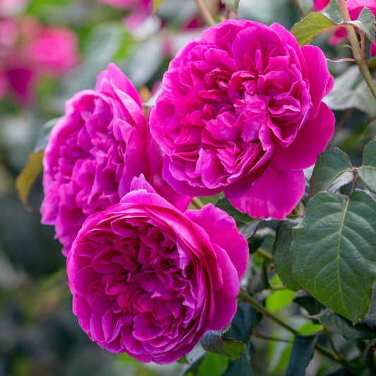 ジェームズ・L. オースチン 裸苗 - James L. Austin (Auspike)