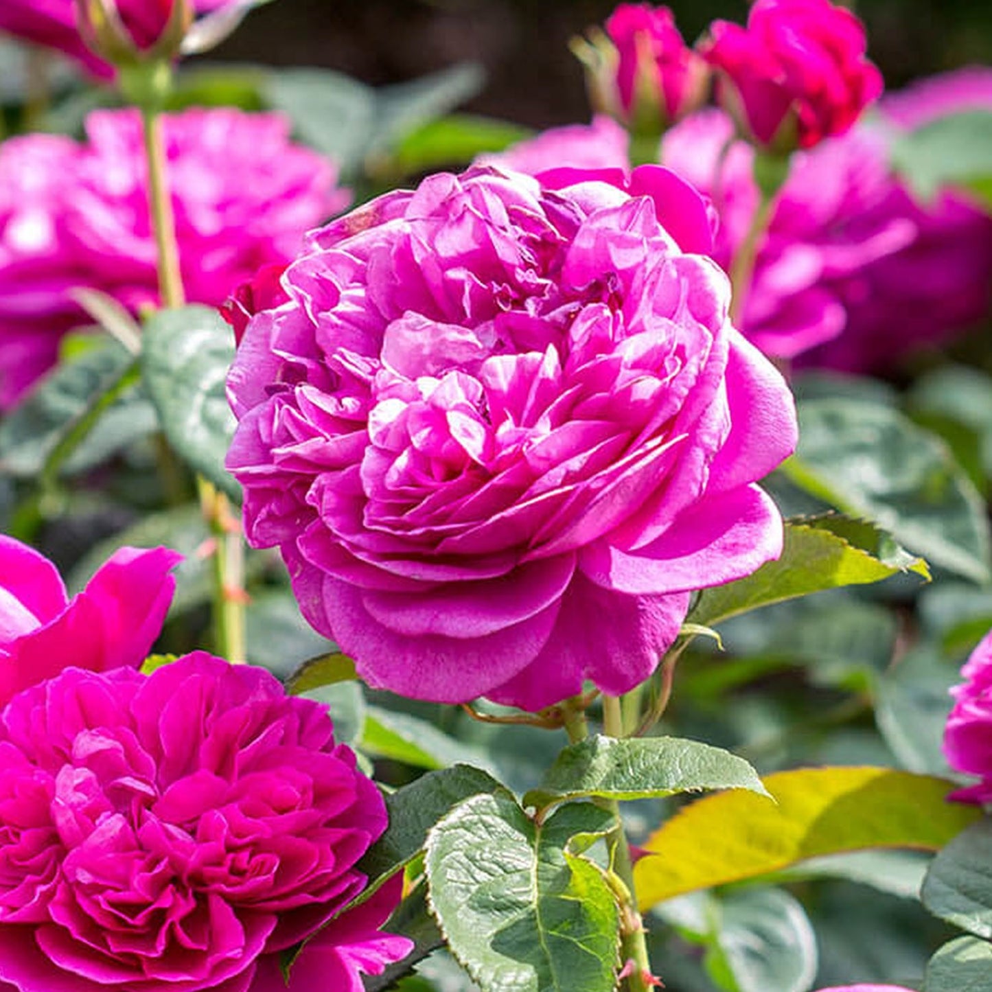 ジェームズ・L. オースチン鉢苗 - James L. Austin Potted (Auspike)