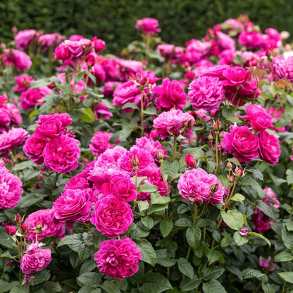 ジェームズ・L. オースチン鉢苗 - James L. Austin Potted (Auspike)