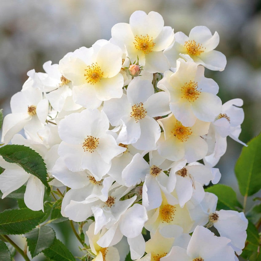 キュー・ガーデン鉢苗 - Kew Gardens Potted (Ausfence)