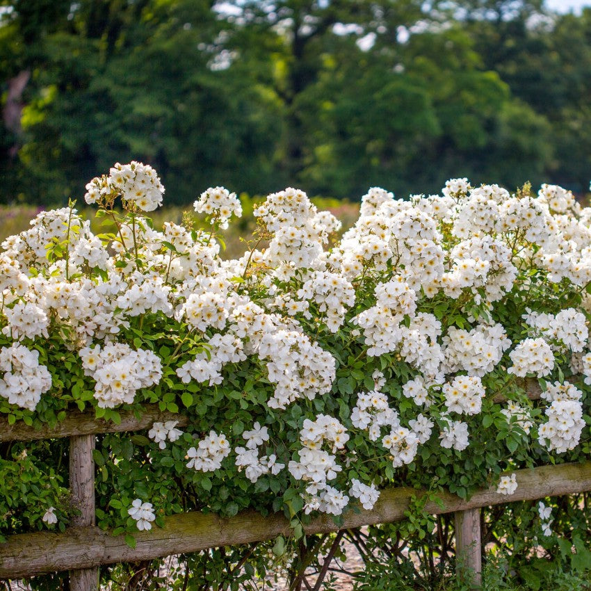 キュー・ガーデン裸苗 - Kew Gardens (Ausfence) – David Austin Roses