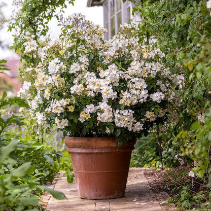 キュー・ガーデン鉢苗 - Kew Gardens Potted (Ausfence)