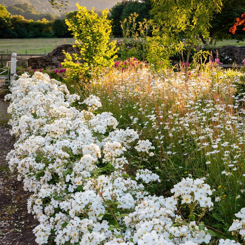 キュー・ガーデン鉢苗 - Kew Gardens Potted (Ausfence)