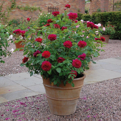 Ｌ.Ｄ.ブレスウェイト裸苗 - L. D. Braithwaite (Auscrim)