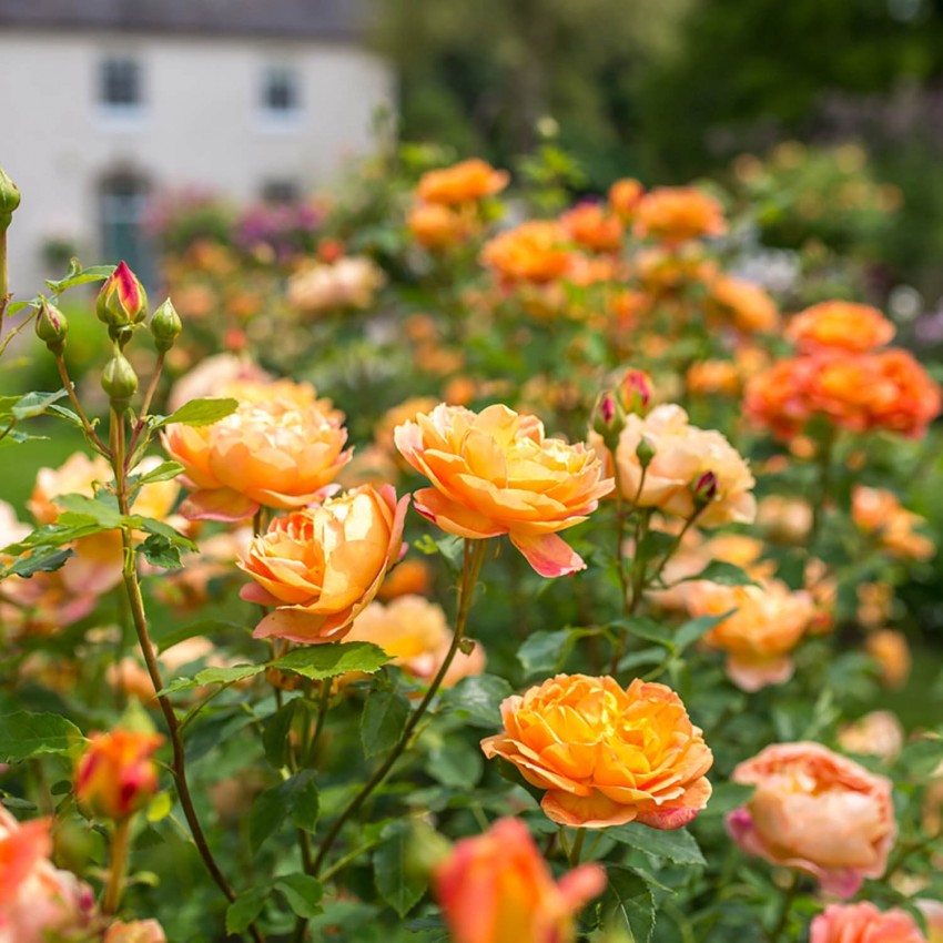 レディ・オブ・シャーロット15L鉢苗 - Lady of Shalott Potted 15L (Ausnyson)