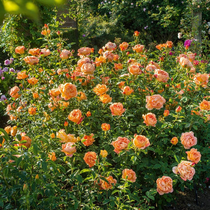 レディ・オブ・シャーロット15L鉢苗 - Lady of Shalott Potted 15L (Ausnyson)