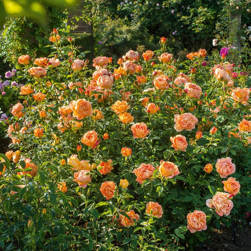 レディ・オブ・シャーロット裸苗 - Lady of Shalott (Ausnyson)