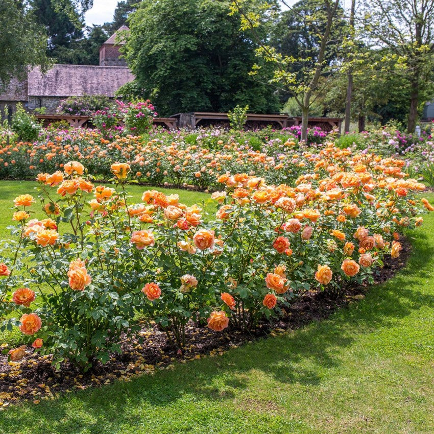 レディ・オブ・シャーロット鉢苗 - Lady of Shalott Potted (Ausnyson)