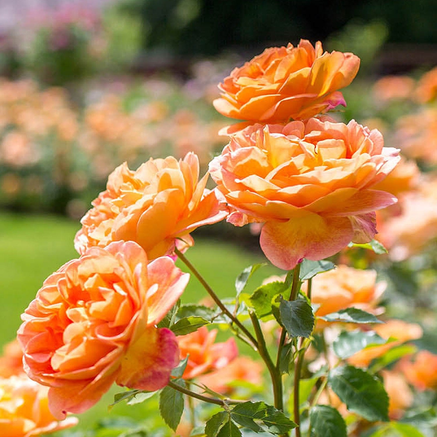 レディ・オブ・シャーロット - Lady of Shalott (Ausnyson) – David