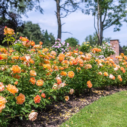 レディ・オブ・シャーロット15L鉢苗 - Lady of Shalott Potted 15L (Ausnyson)