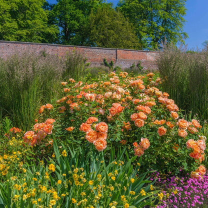 レディ・オブ・シャーロット15L鉢苗 - Lady of Shalott Potted 15L (Ausnyson)