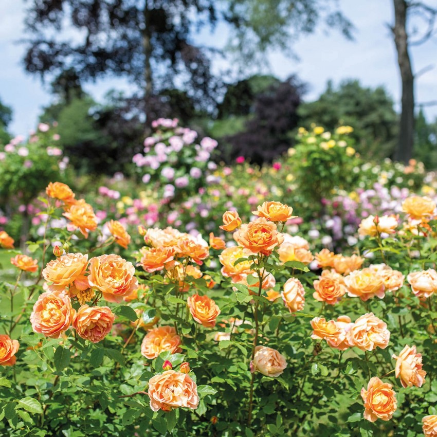 レディ・オブ・シャーロット15L鉢苗 - Lady of Shalott Potted 15L