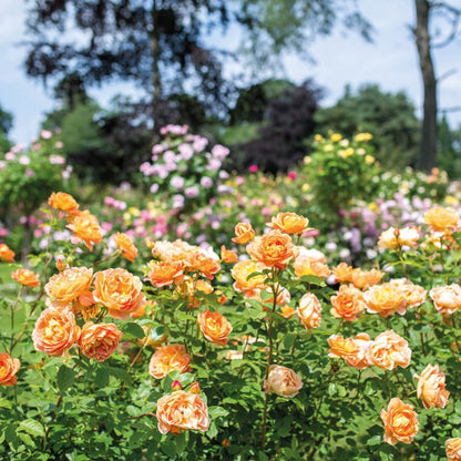 レディ・オブ・シャーロット15L鉢苗 - Lady of Shalott Potted 15L (Ausnyson)