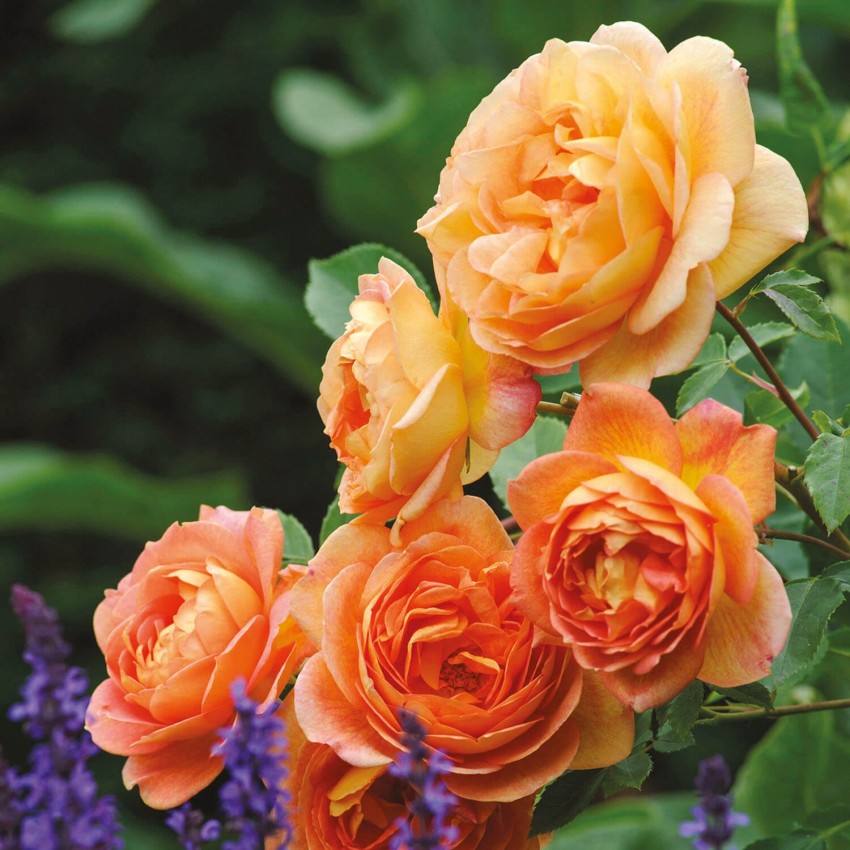 レディ・オブ・シャーロット15L鉢苗 - Lady of Shalott Potted 15L (Ausnyson)