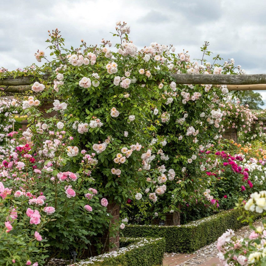 ザ・レディ・オブ・ザ・レイク裸苗 - The Lady of the Lake
