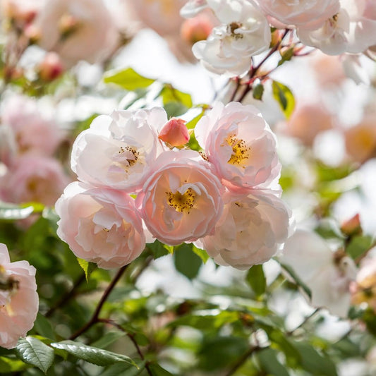 ザ・レディ・オブ・ザ・レイク ランブラー鉢苗 - The Lady of the Lake Potted (Ausherbert)