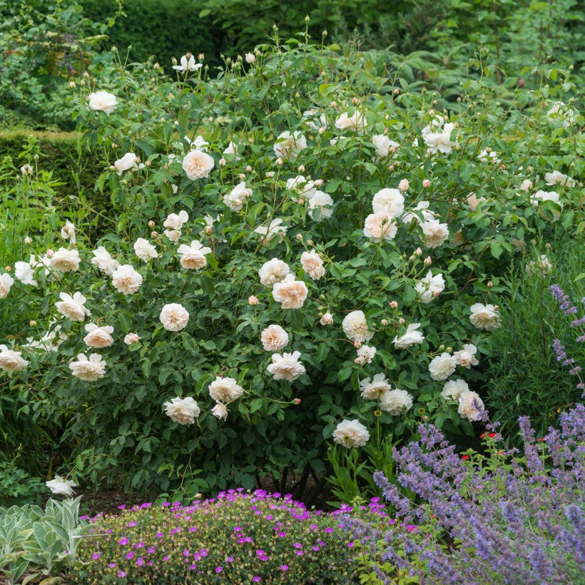 レッチフィールド・エンジェル 15L鉢苗 - Lichfield Angel Potted 15L (Ausrelate)