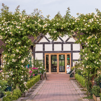 モーヴァン・ヒル裸苗 - Malvern Hills (Auscanary)