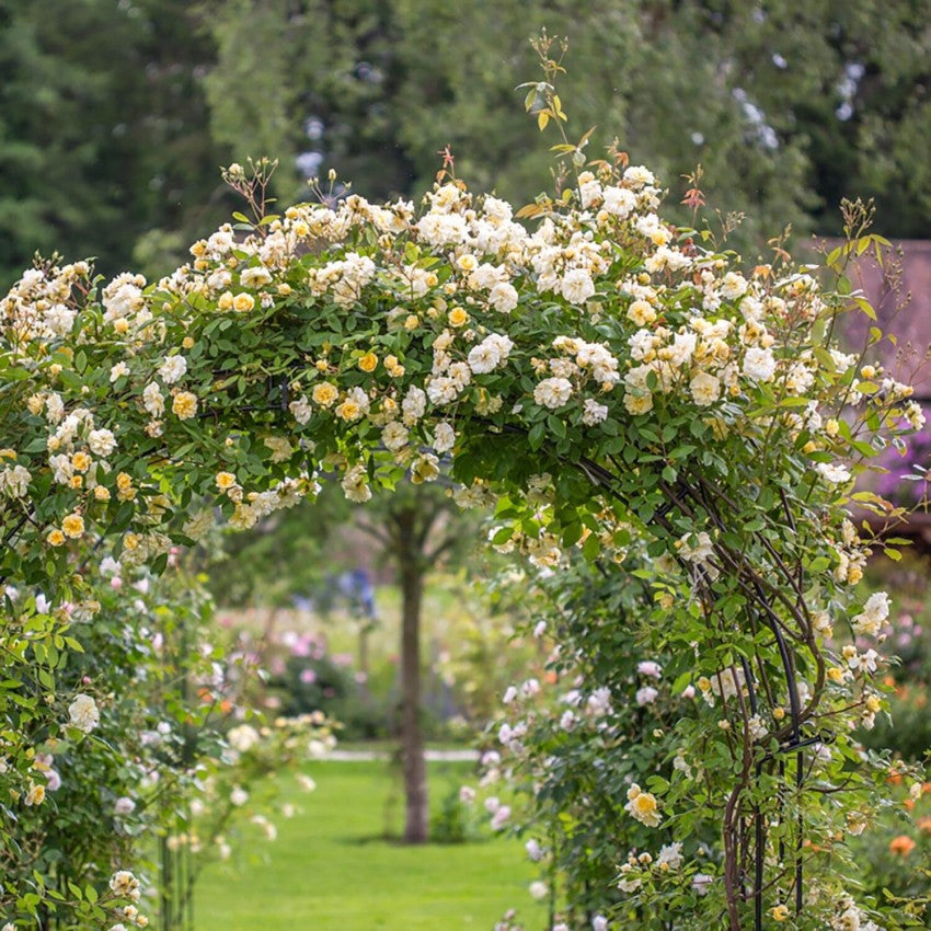 モーヴァン・ヒル ランブラー鉢苗 - Malvern Hills Potted (Auscanary)