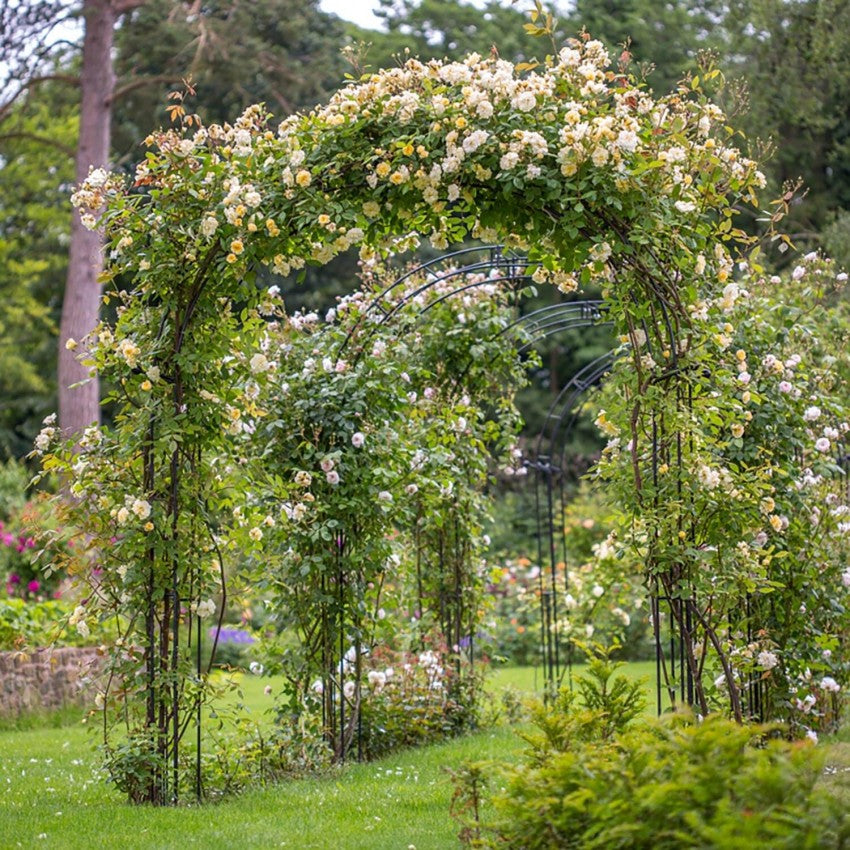モーヴァン・ヒル裸苗 - Malvern Hills (Auscanary)