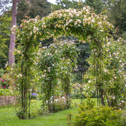 モーヴァン・ヒル裸苗 - Malvern Hills (Auscanary)