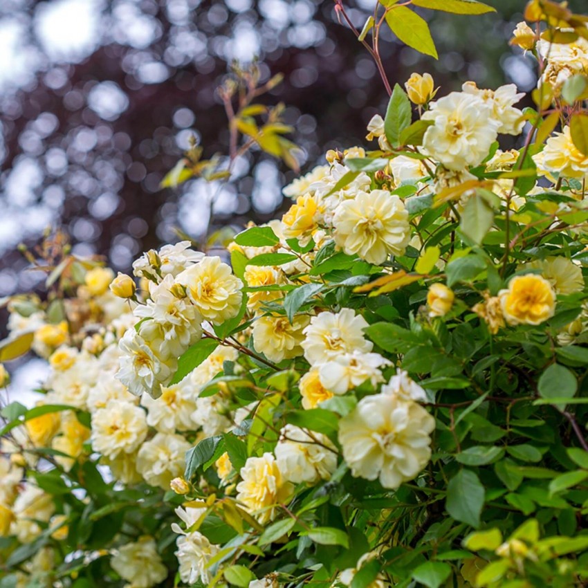 モーヴァン・ヒル裸苗 - Malvern Hills (Auscanary)
