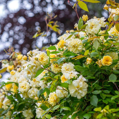 モーヴァン・ヒル ランブラー鉢苗 - Malvern Hills Potted (Auscanary)