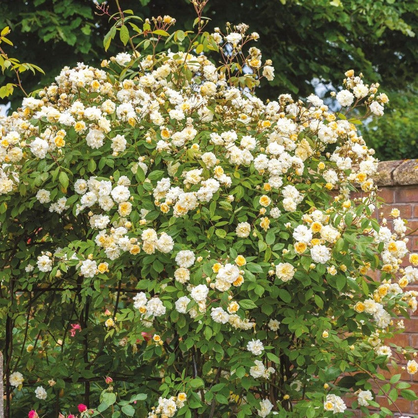 モーヴァン・ヒル ランブラー鉢苗 - Malvern Hills Potted (Auscanary)