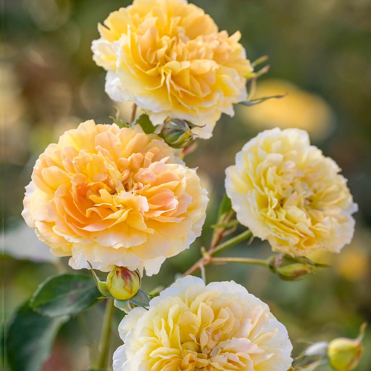 モリニュー裸苗 - Molineux (Ausmol) – David Austin Roses Japan