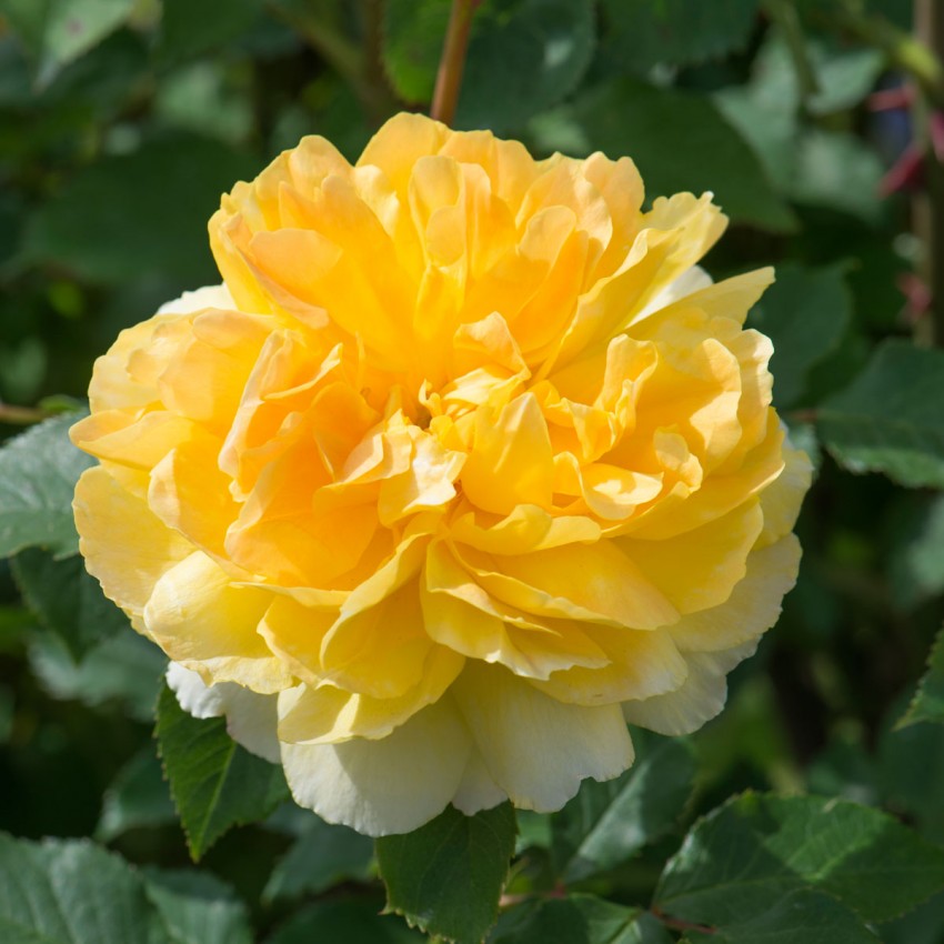 専用　バラ　苗　mil モリニュー 鉢苗 - Molineux Potted (Ausmol) – David Austin Roses Japan