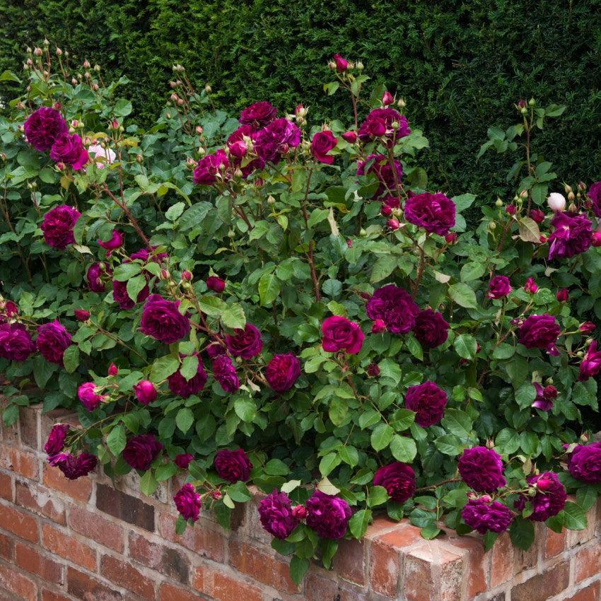 ムンステッド・ウッド裸苗 - Munstead Wood (Ausbernard)