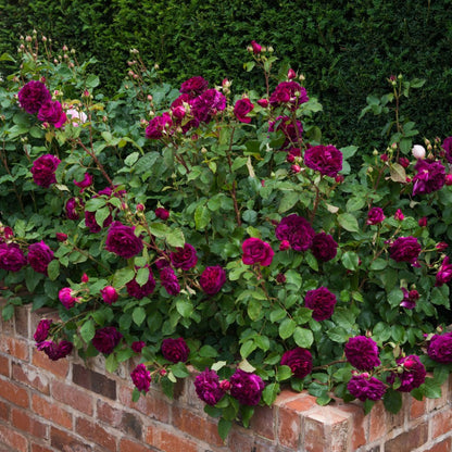 ムンステッド・ウッド裸苗 - Munstead Wood (Ausbernard)