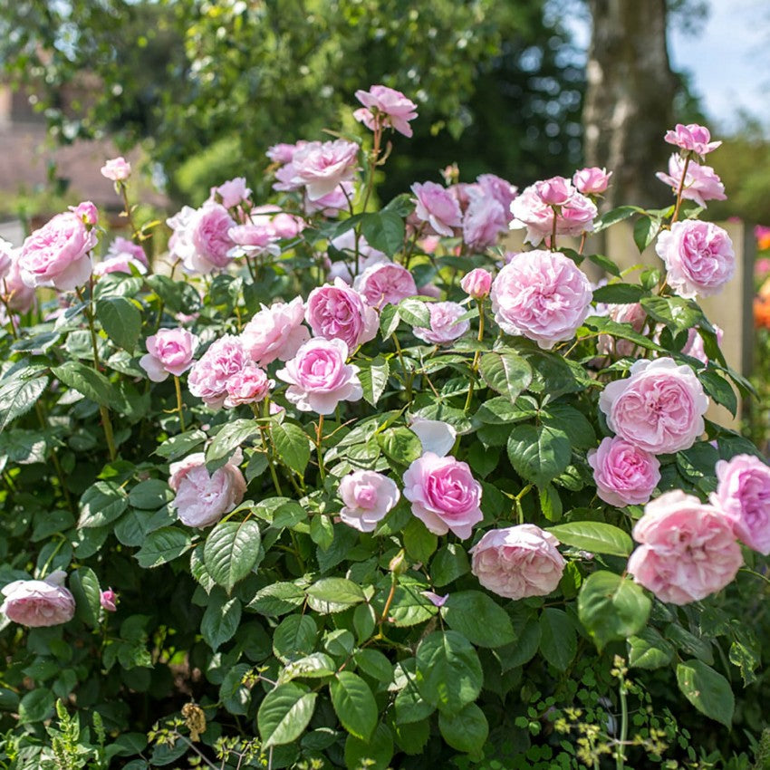 オリビア・ローズ・オースチン裸苗 - Olivia Rose Austin (Ausmixture)