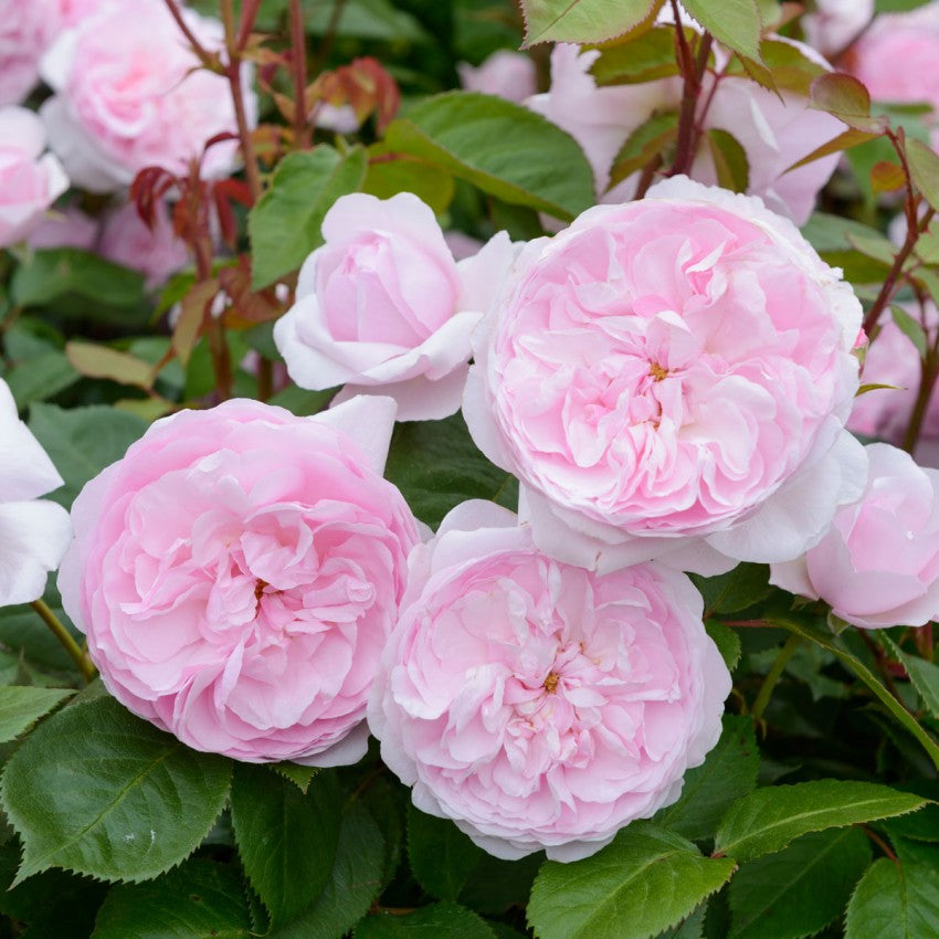 オリビア・ローズ・オースチン 15L鉢苗 - Olivia Rose Austin Potted 15L (Ausmixture)