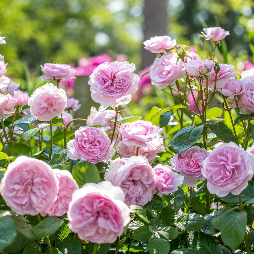 【ローズ】 オリビア・ローズ・オースチン 15L鉢苗 - Olivia Rose Austin Potted