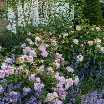 オリビア・ローズ・オースチン裸苗 - Olivia Rose Austin (Ausmixture)