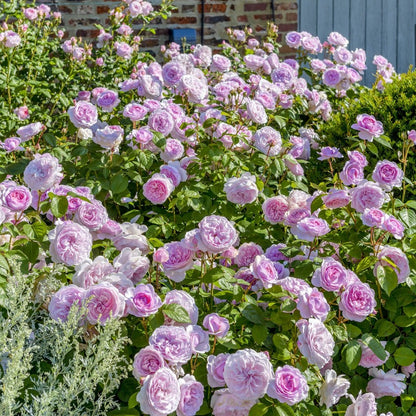 オリビア・ローズ・オースチン 15L鉢苗 - Olivia Rose Austin Potted 15L (Ausmixture)