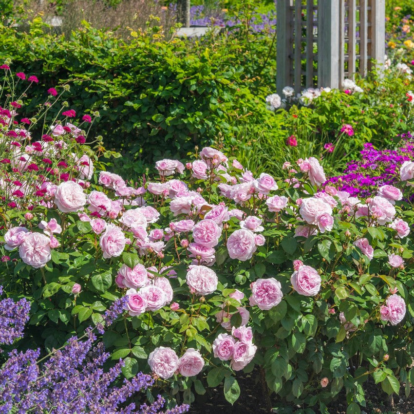 オリビア・ローズ・オースチン 15L鉢苗 - Olivia Rose Austin Potted 15L (Ausmixture)